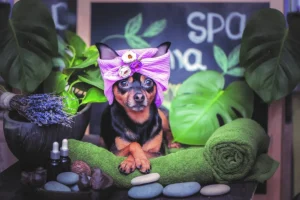 Turn Your Love of Pets into a Profitable Franchise
