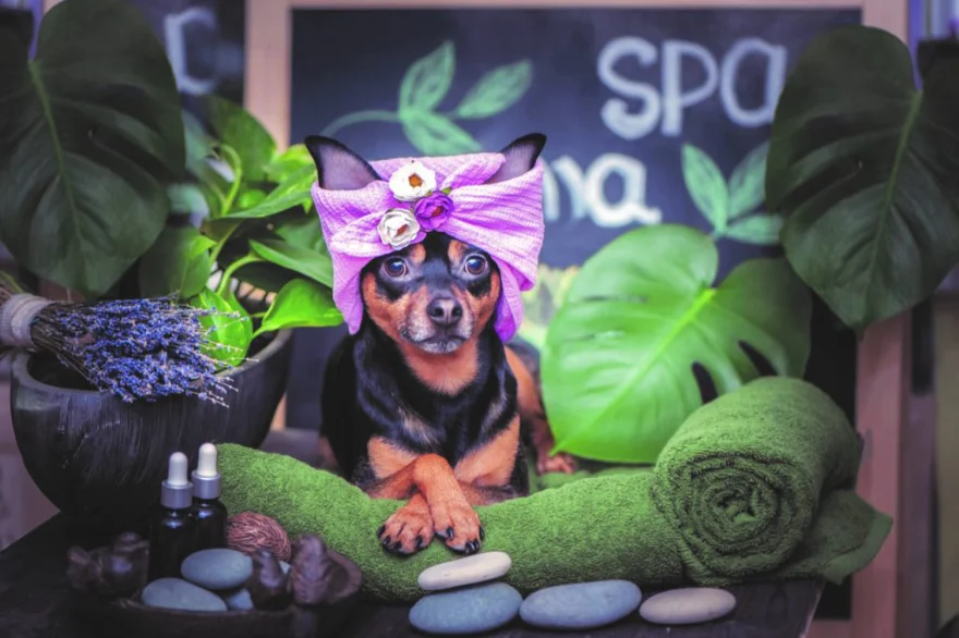 Turn Your Love of Pets into a Profitable Franchise